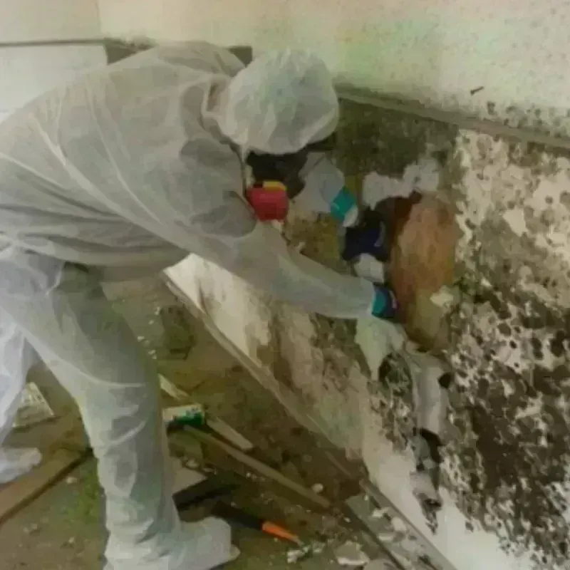 Mold Remediation and Removal in Sunbury, OH